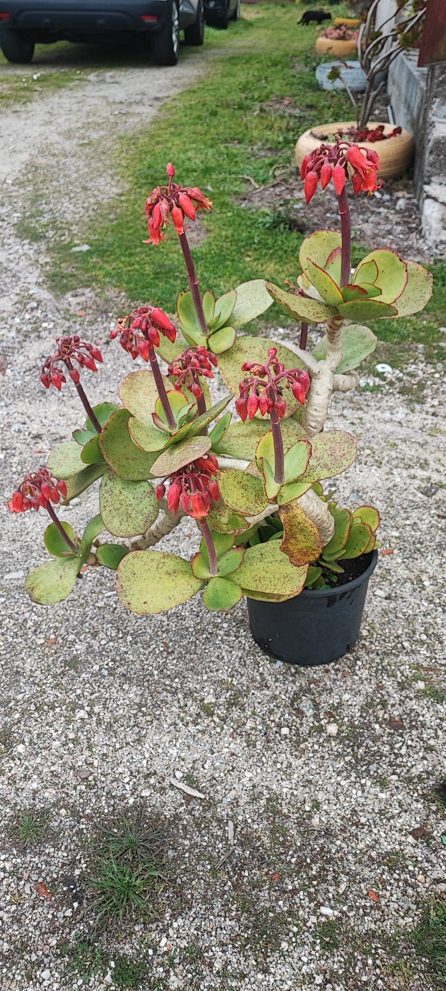 Planta suculenta
