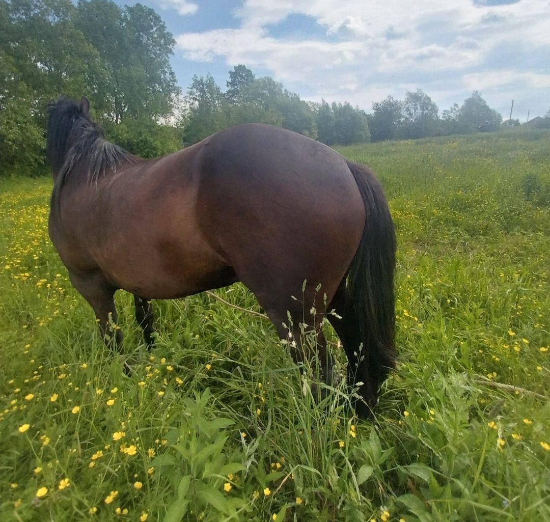 кінь молодий  5 років