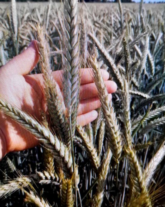 Pszenżyto  Ozime  Tadeus ,,rok po centrali