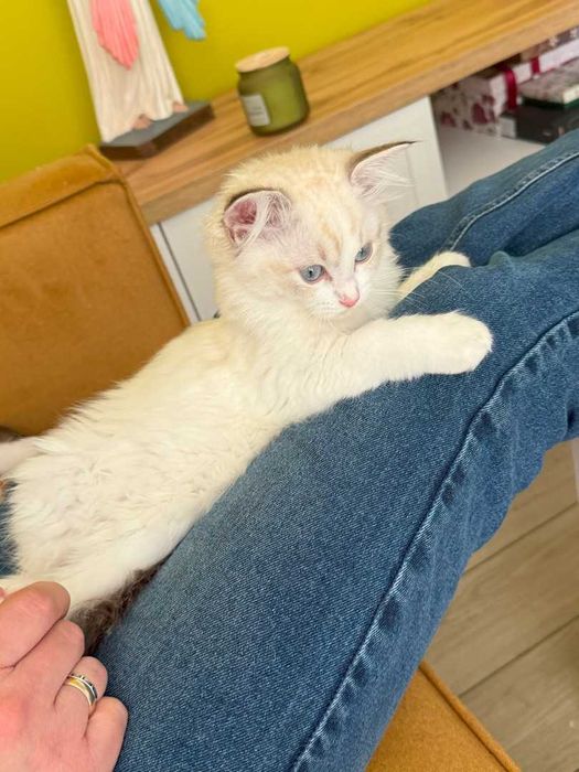 Ragdoll - Kotka z rodowodem Lazurowe Łapki*PL - Eowinka