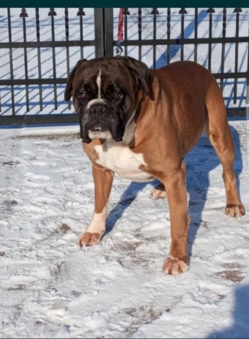 Piękny piesek rasy bokser Gotowy do zmiany domu