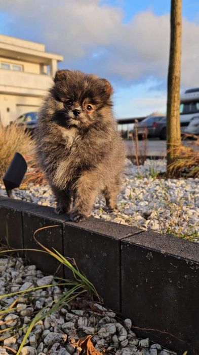 Szpic miniaturowy - pomeranian - czarny/szary/przypalany