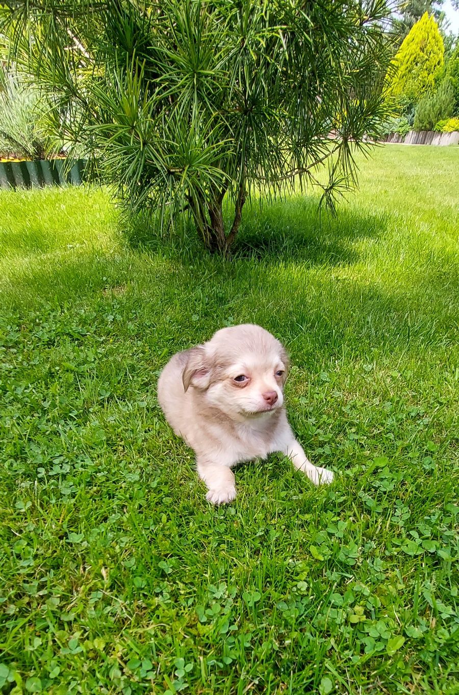 Chihuahua długowłosa warto zobaczyć!