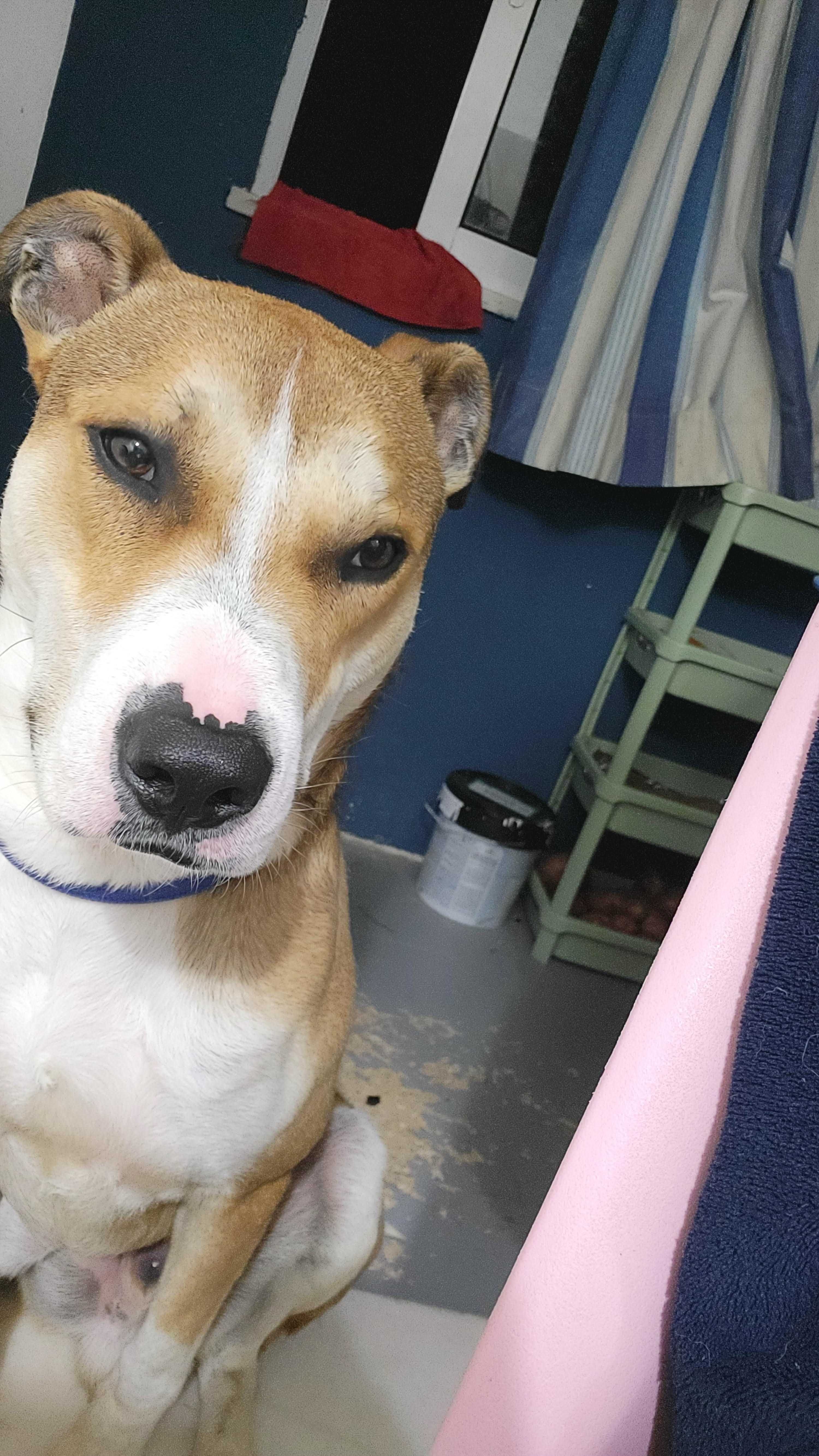 Pitbull meigo inteligente