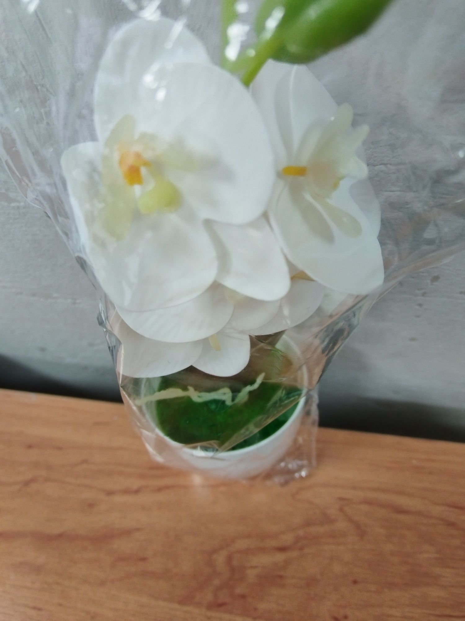 Orchidea w doniczce w kolorze białym