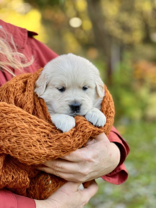 Golden Retriever ZKwP FCI