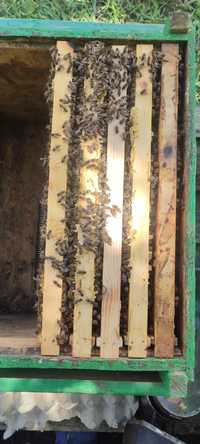 Бджоли відводки бджолопакети