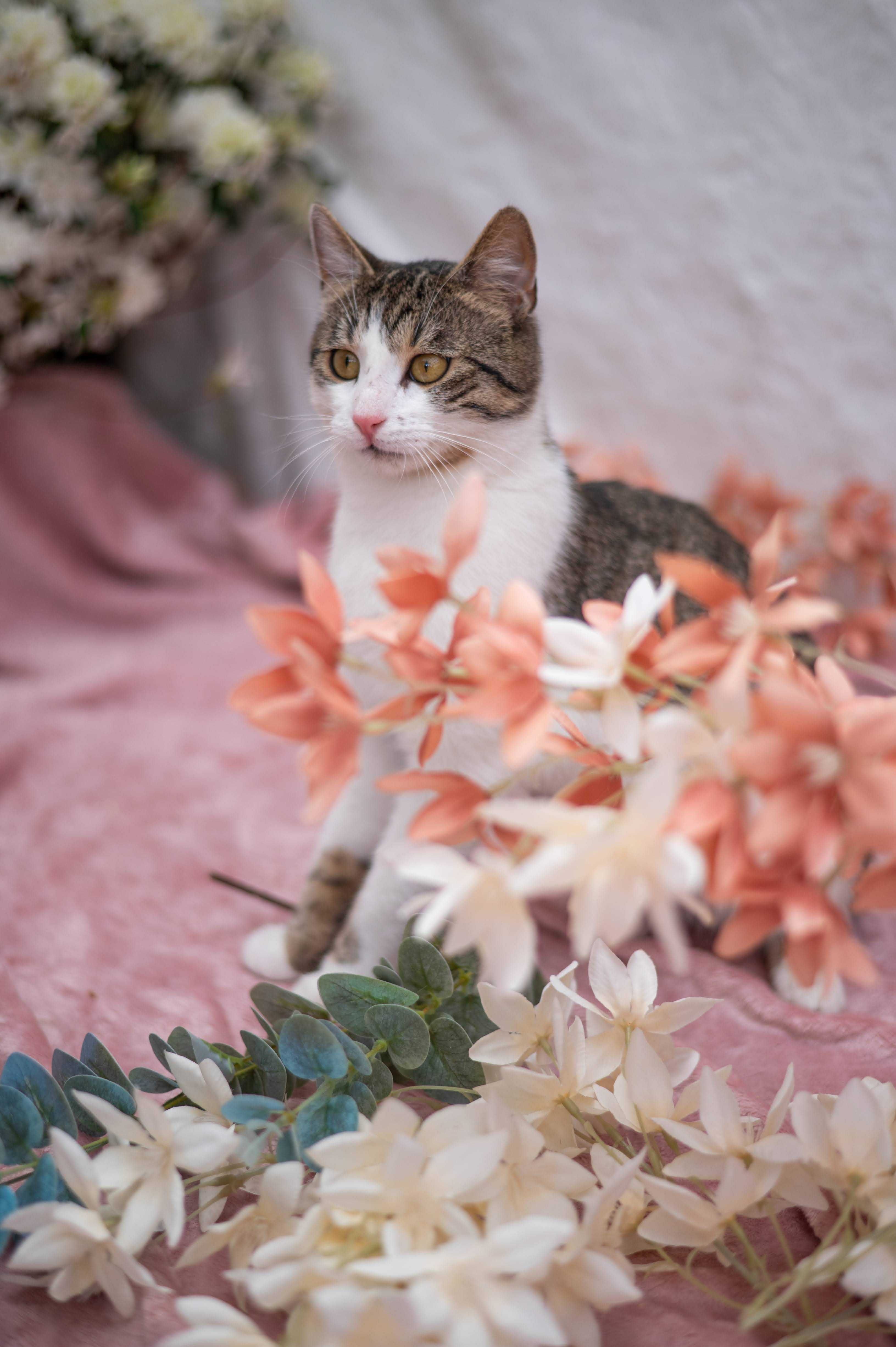 COFFEE kocur do adopcji