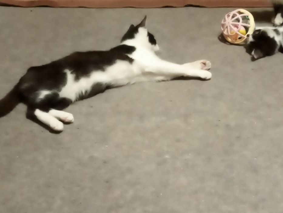 Безкоштовно чудовий котик