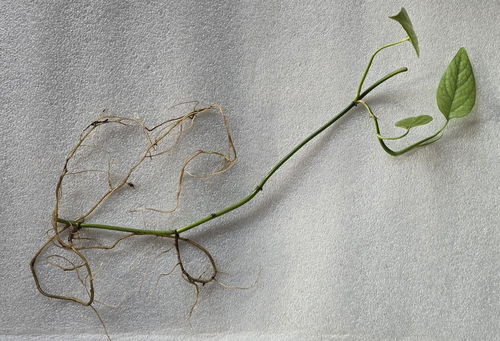 Epipremnum cebu blue epi