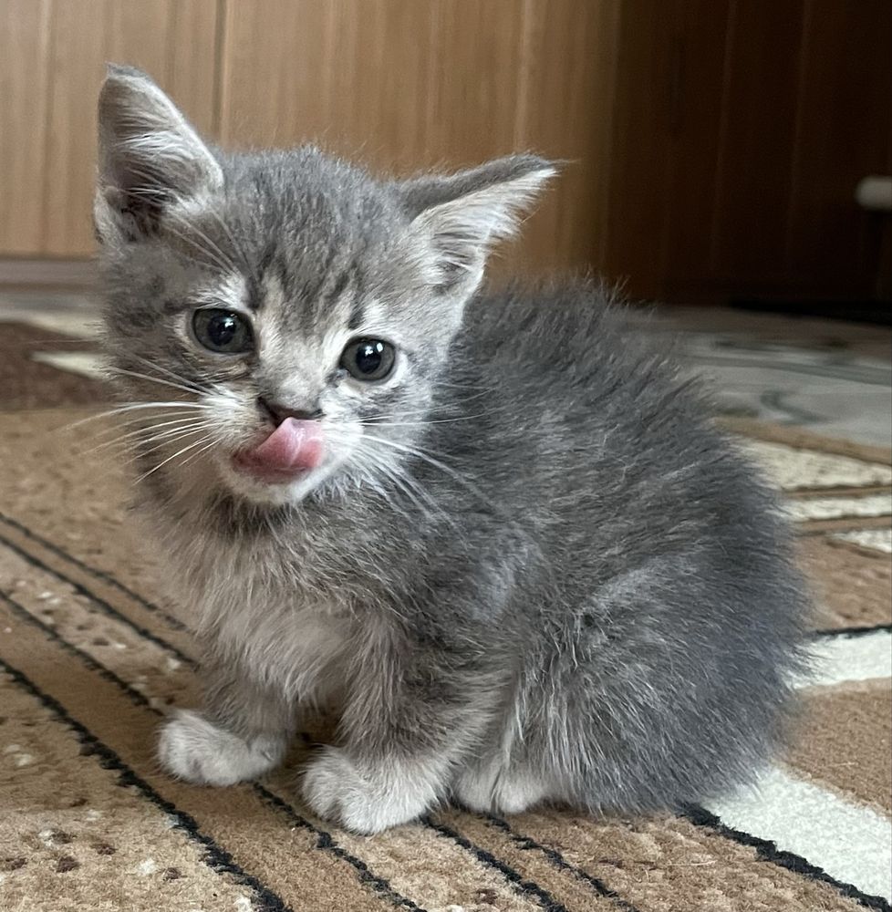Кошенята 3 місяці
