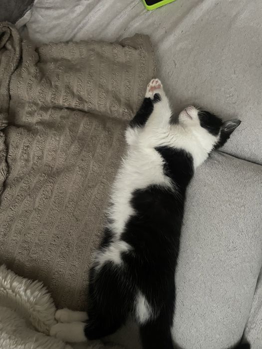 Кошенята в Добрі руки