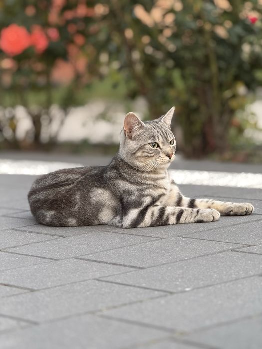 Zaginął młody kotek