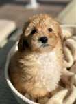MALTIPOO Sunia - gotowa do nowego domu