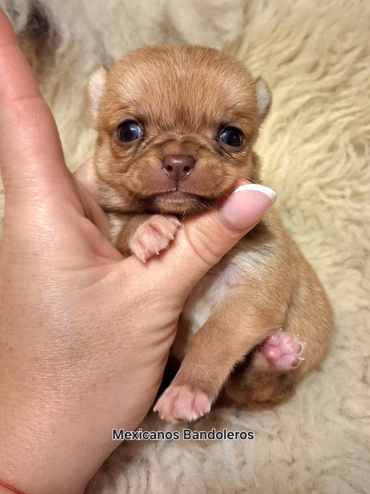 NAJPIĘKNIEJSZA MINI Królewna chihuahua. Cudna sunia !