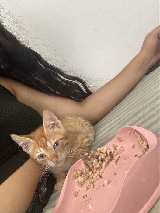 Gatinho com 3 meses adocao responsavel