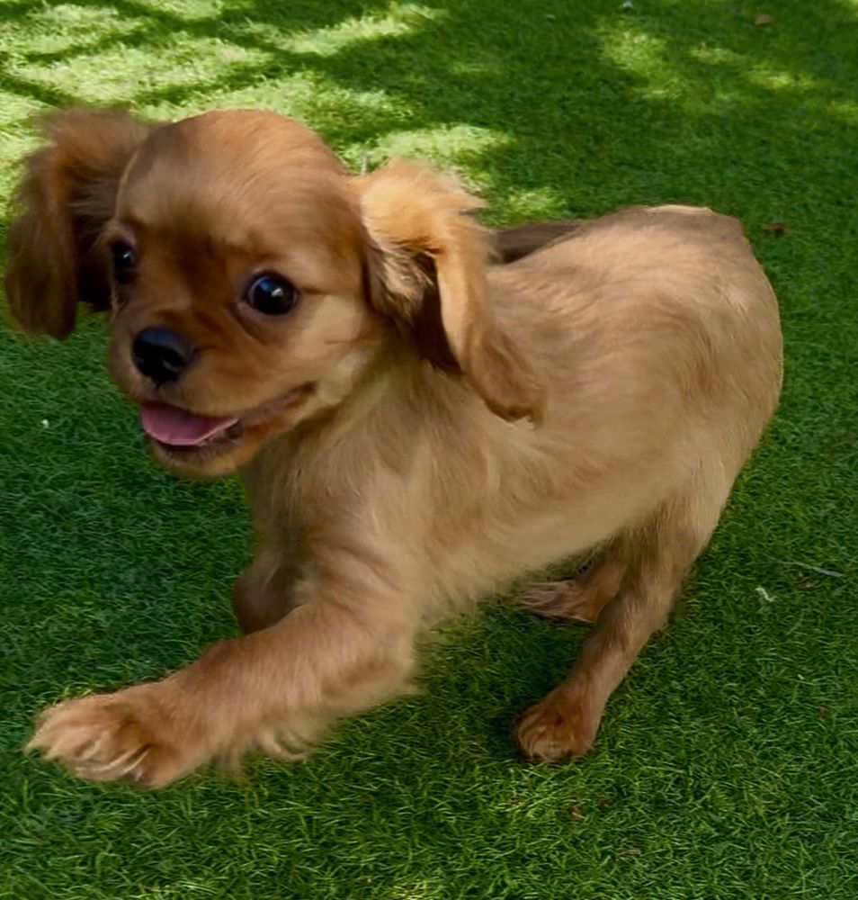Cavalier King Charles Spaniel- Szczenię rodow.ZKwP(FCI)-do ODBIORU