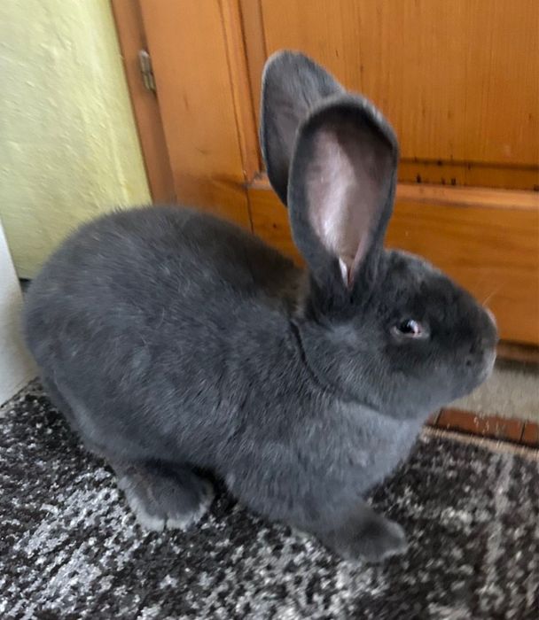 Продам Бельгійський велікан голубого окрасу