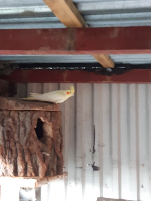 Sprzedam papugi nimfy