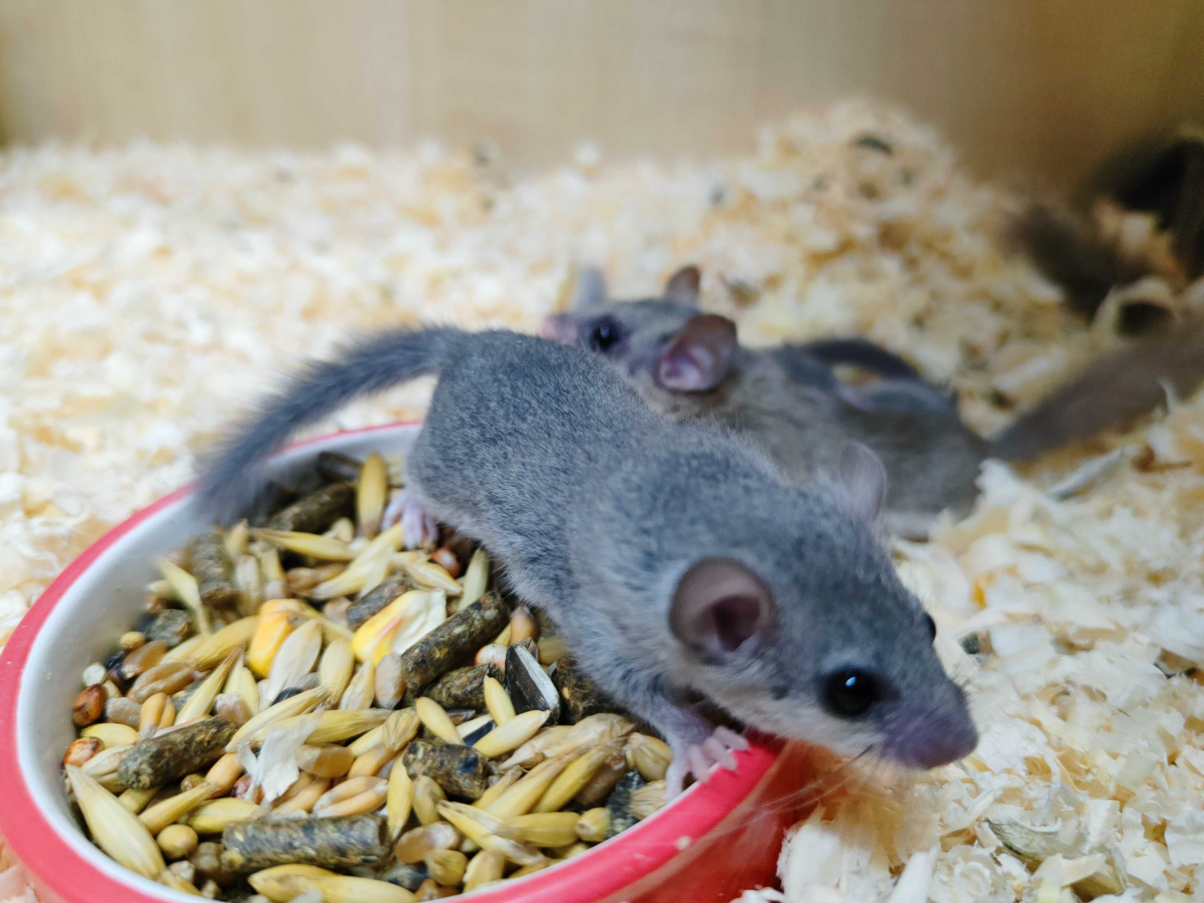 Popieliczka Afrykańska Oswojona - Tina Zoo Zabrze