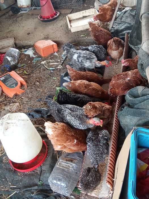 Galinhas/Frangos/frangas/pintos