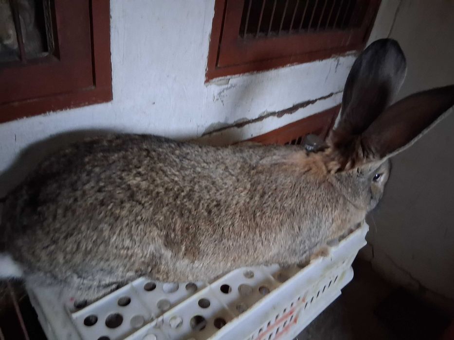 Króliki olbrzymy belgijskie