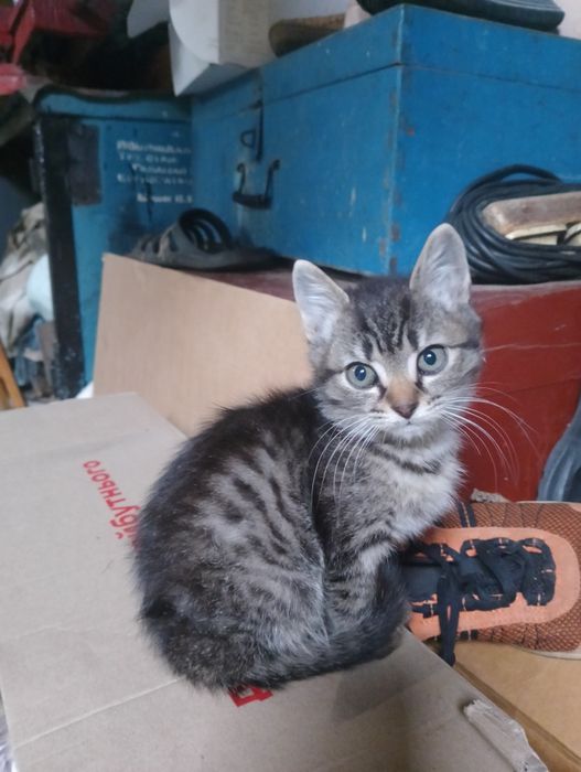 Віддам кошеня котика