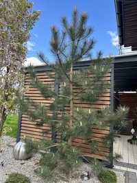 Piękna sosna czarna Pinus Nigra , za darmo ! , wysokość 3m