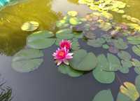 Lilia wodna różowa, duże sadzonki