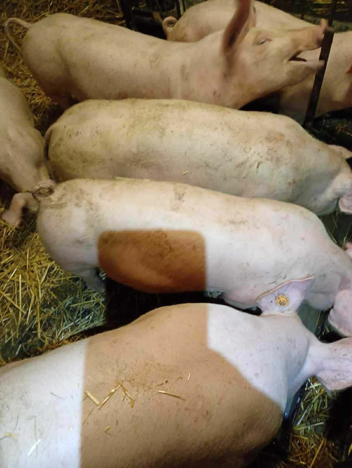 Sprzedam prosięta