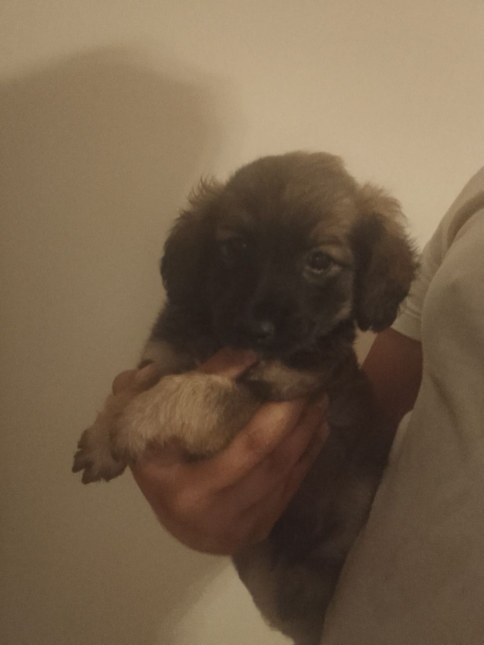 Szczeniak po Cocker spaniel
