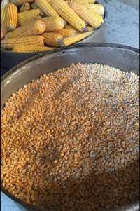 Пшениця кукурудза для сільськогосподарських тварин