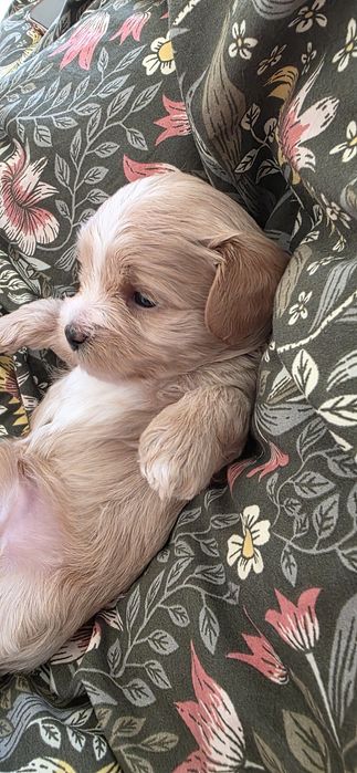 Maltipoo, Pudel toy plus Maltańczyk, szczeniak,prześliczny chłopiec