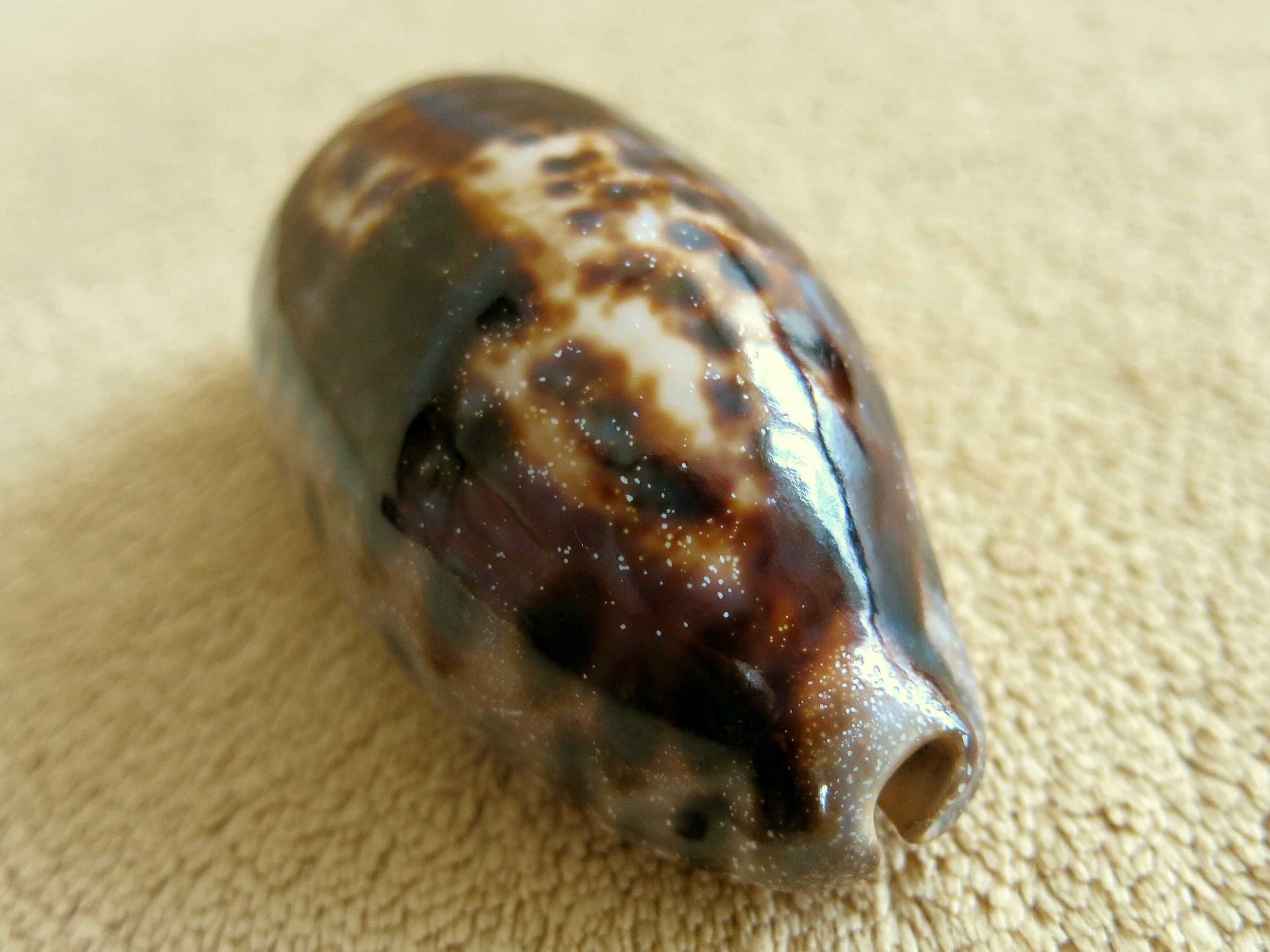 Muszla morska, porcelanka - Cypraea testudinaria / 85 mm