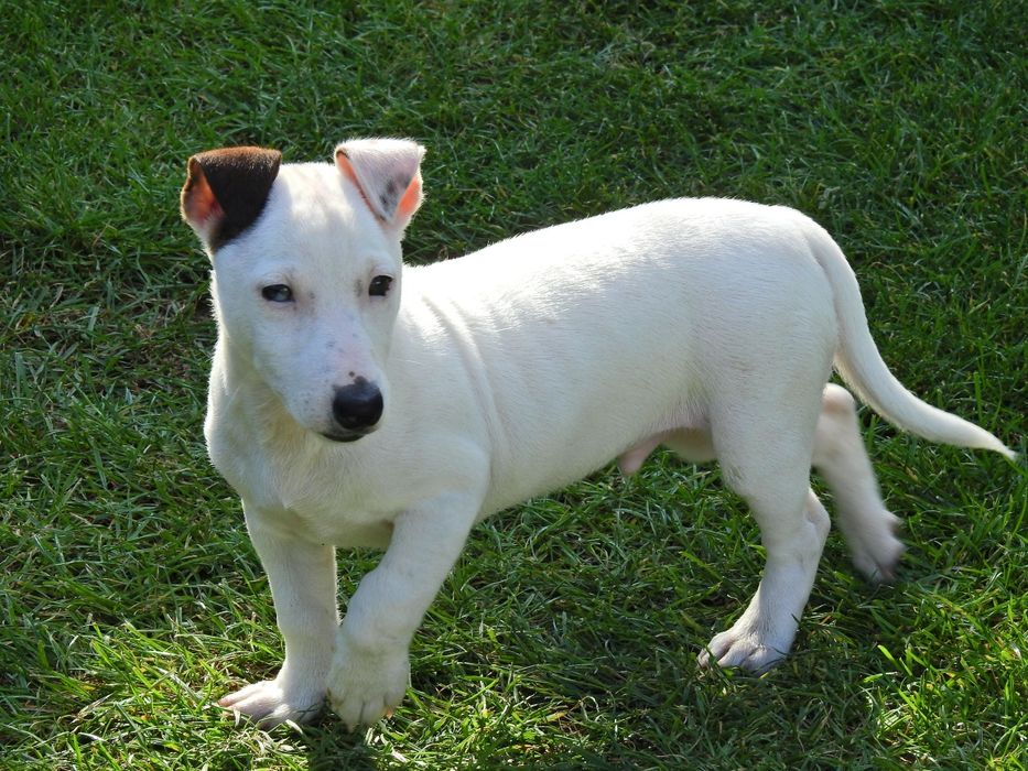 Śliczny piesek Jack Russell Terrier!