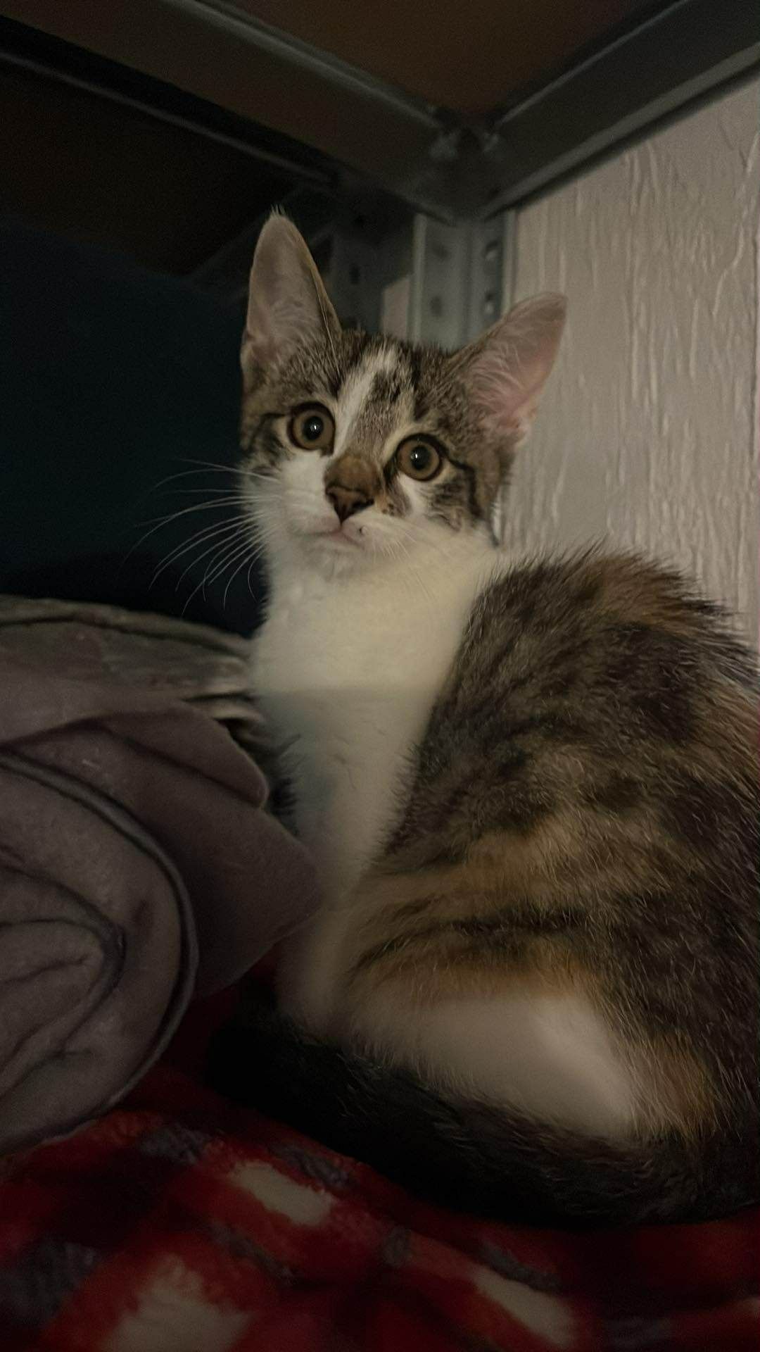 Koteczka do adopcji
