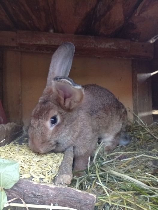 Króliki samce i samice duże