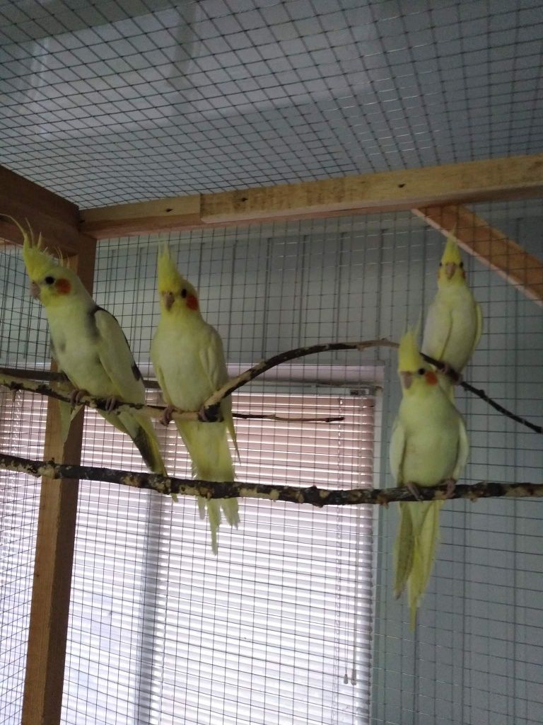 Продам молодёжь волнистых попугаев