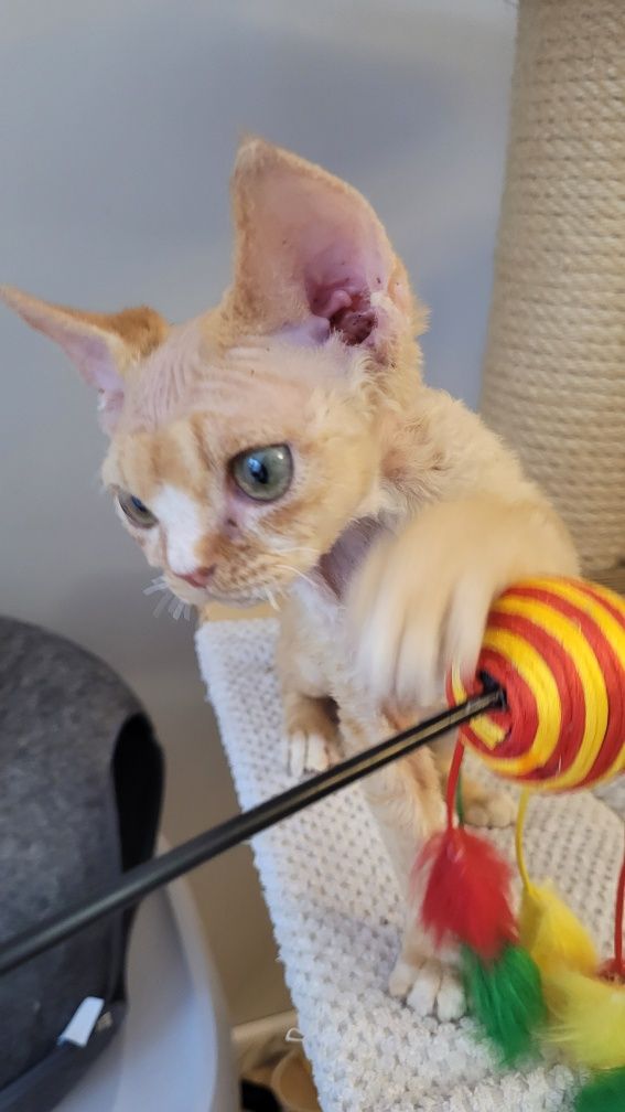 Devon rex rudy kocurek