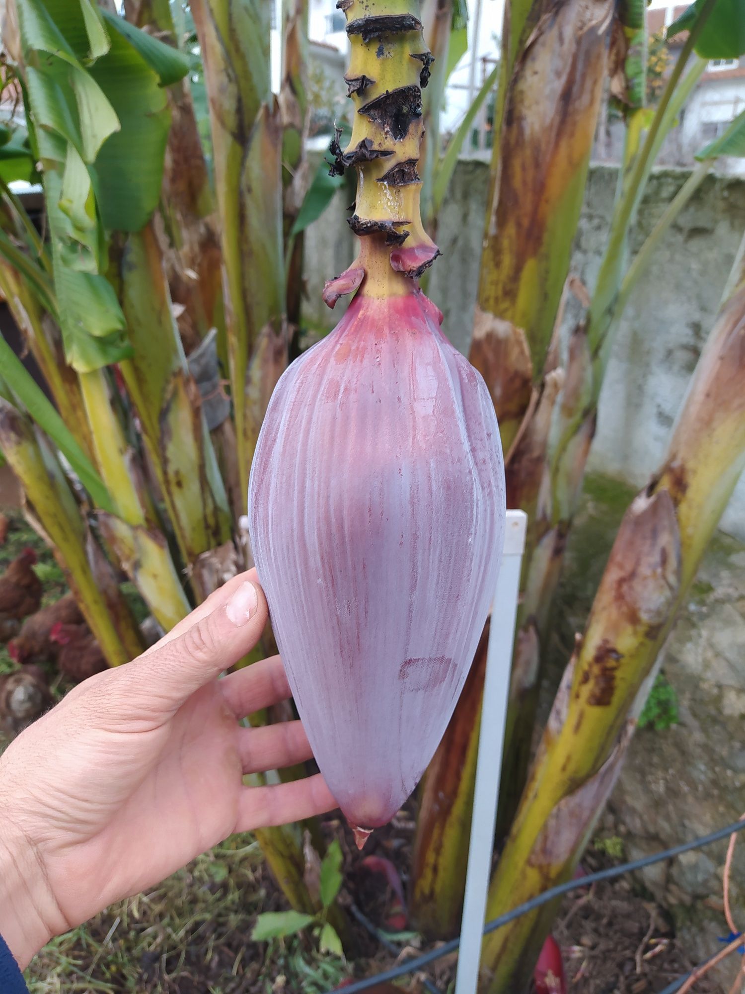 Coração Umbigo de Bananeira.