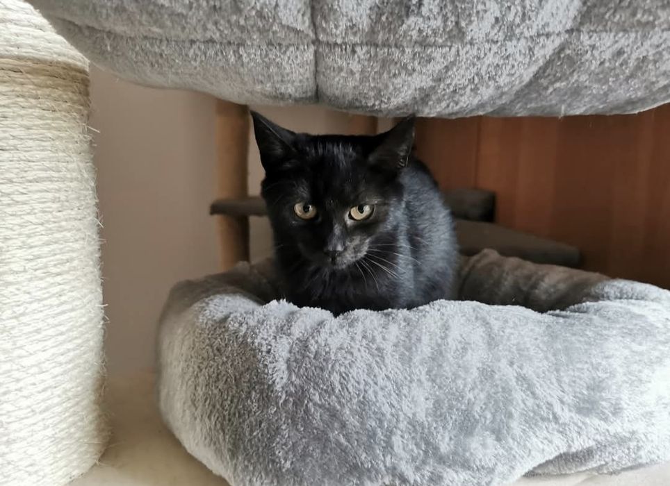 3 miesięczna koteczka szuka domu