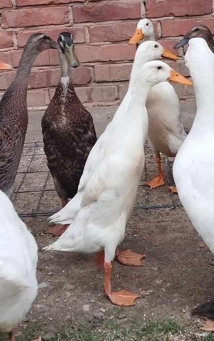 Kaczki biegusy Tegoroczne