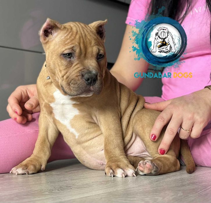 American Bully piesek ABKC