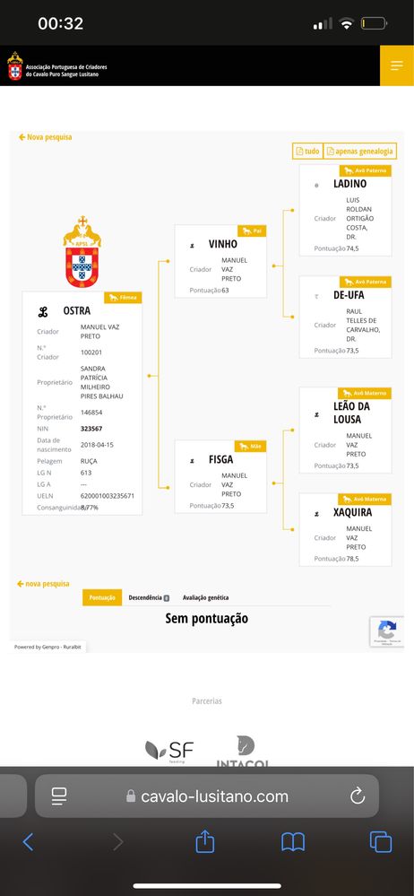 Égua Lusitana pura
