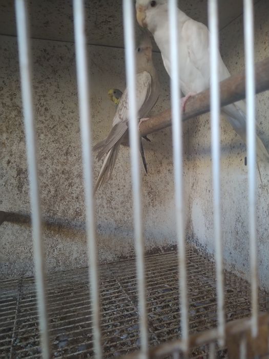 Caturras Face branca, Canela Face Branca e Albina