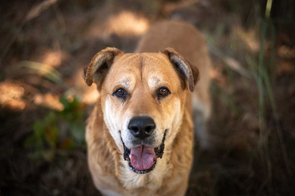 Ryan- duży, spokojny i przyjazny psiak do adopcji.