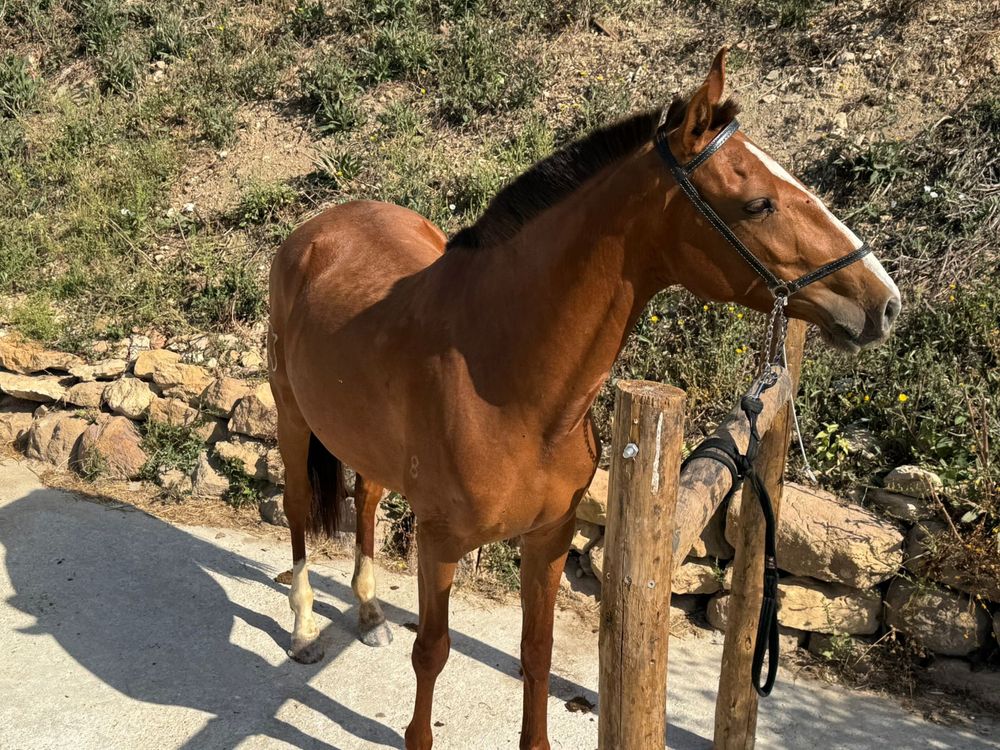 Égua Puro-Sangue - Lusitano Excelente Morfologia e Temperamento