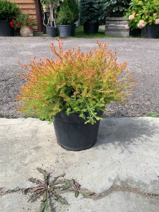 Туя західна “Фаєр Чіф”, Thuja occidentalis “Fire Chief” С3