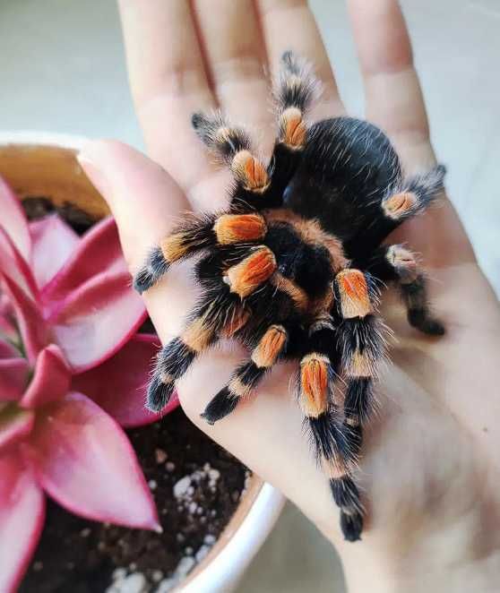 Паук птицеед для начинающих Brachypelma Smithi спокойные самцы L8