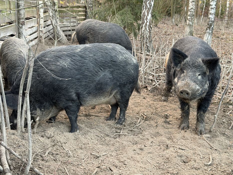 Кабан дикий мясо кабана